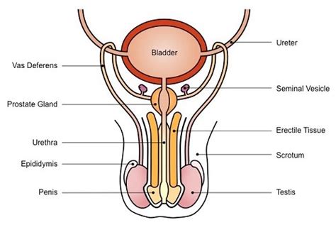 The feet are slightly parallel, and toes oriented to the front. The Male Reproductive System - Fertility Hub Nigeria