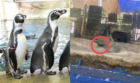 Stretching over 110 acres, the park gives you a unique chance to see more than 5137. Rats found inside penguin enclosure at Malaysia's national ...