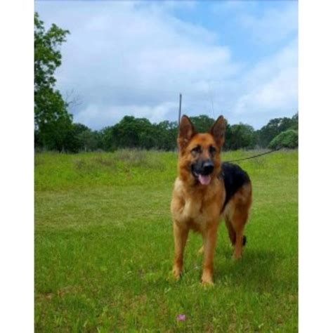 Black and black sable the dogs have working ability, strong drive, focus. Big Red Texas German Shepherds Ranch, German Shepherd Dog ...