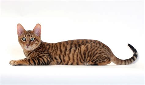 Read our toyger buying advice page for information on this cat breed. Toyger cat information, facts and hd pictures in petworlds.net