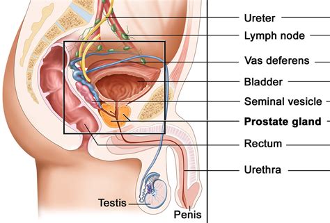 To understand the signs of prostate cancer, we must know what the prostate is first. Prostate Cancer Can Be Treated Effectively If It Is Caught ...