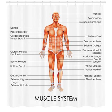 Human muscle diagram muscular system drawing at getdrawings free for personal use. Ambesonne Human Anatomy Muscle System Diagram of Man Body ...