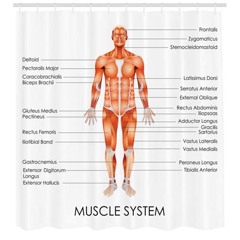 Published december 28, 2017 at 768 × 1024 in so…what can you feel or move? Ambesonne Human Anatomy Muscle System Diagram of Man Body ...