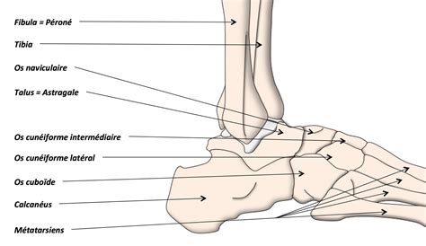 Au niveau de la cheville lors des entorses latérales, deux faisceaux (antérieur et. Anatomie de la Cheville et du Pied - Clinique Ostéo ...