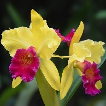 La luce deve essere abbondante ma non diretta. Come coltivare le Orchidee in appartamento - blog Garden ...