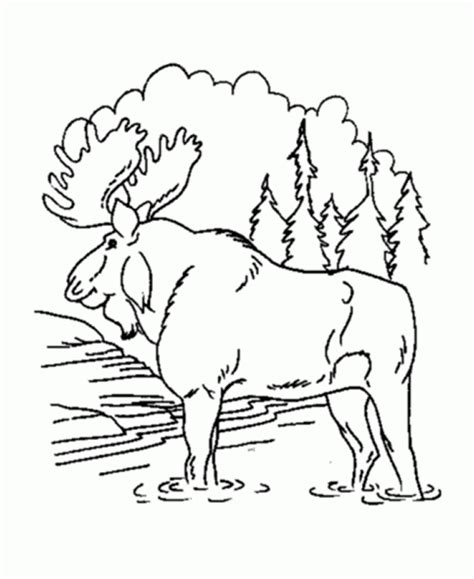 May 19, 2021 categories activities. Forest Coloring Pages Printable - Coloring Home