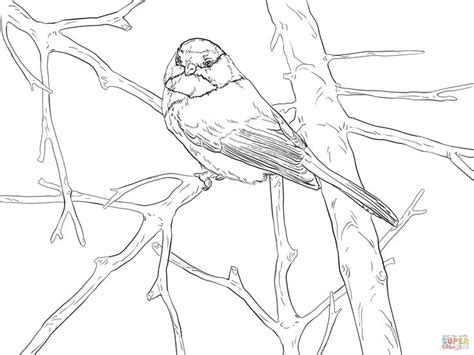Select from 35919 printable crafts of cartoons, nature, animals, bible and many more. Chickadee Coloring Pages Printable | Black capped ...