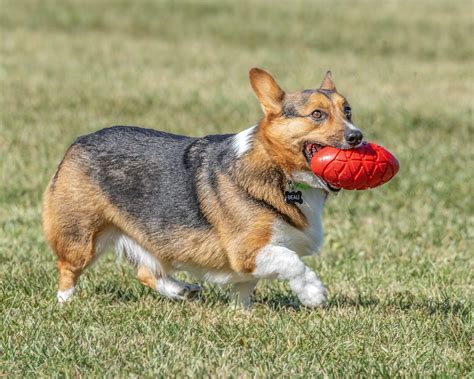 Check spelling or type a new query. Tricolor Pembroke Welsh Corgi | at 2019 Midwest Corgi ...