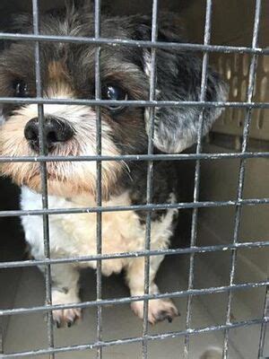 Do your kids love watching animal learning about. Dallas, TX - Shih Tzu. Meet PRINCE a Pet for Adoption. in ...