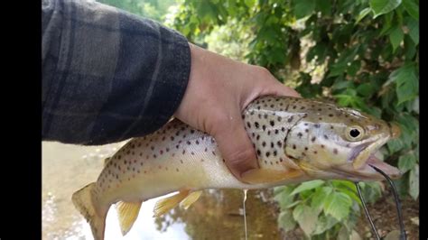 From cascading streams in the mountainous highlands to the tributaries, reservoirs, and tailwaters of the tennessee river, southeast tennessee is endowed with incredibly diverse fish habitats. Fishing Trout Streams @ MWR, Clarksville TN (Beaver Video ...