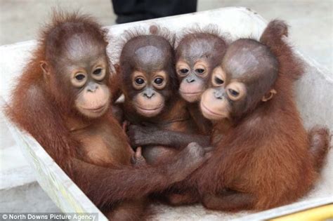 Gambar lucu foto orang berak terbaru september 2016 gogotrends123: Bayi-bayi orang utan lucu di penangkaran Sungai Awan ...