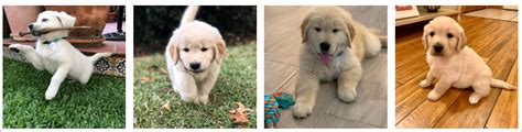 Find the perfect english golden retrievers puppy for sale at puppyfind.com. Golden Retriever Puppies Price In Pakistan