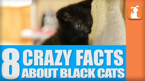 Some shelters who lift their black cat adoption ban find they run into another problem: 8 Crazy Facts About Black Cats - YouTube