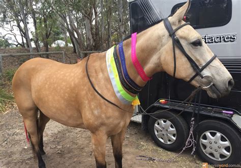 Desreaux quarter horses is located at toronto nsw. Quarter Horse Gelding for 5000.00$. Horses for sale at NSW, Charlestown. Buckskin Australian ...