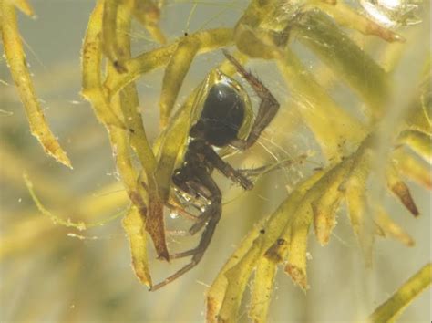 Diving bell spiders swim underwater. The Rare and Remarkable Diving Bell Spiders Who Deftly ...