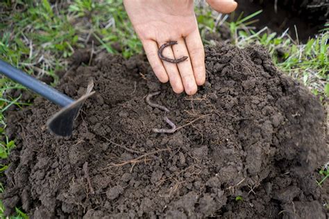 Since during the winters most worms die in the soil, they won't be able to survive 1. Earthworms and How they Help Your Garden