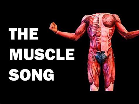 Don't forget, the strongest muscle in the human body is the tongue. Total Muscles In The Human Body? - Teres major is a thick and ovoid muscle in the upper arm ...