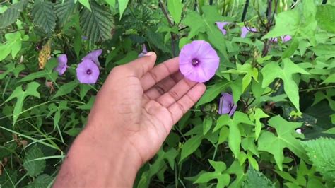 Additionally they attract pollinators with scents the pollinators find alluring. Allow Native Weeds to Flower & Attract Pollinators - YouTube