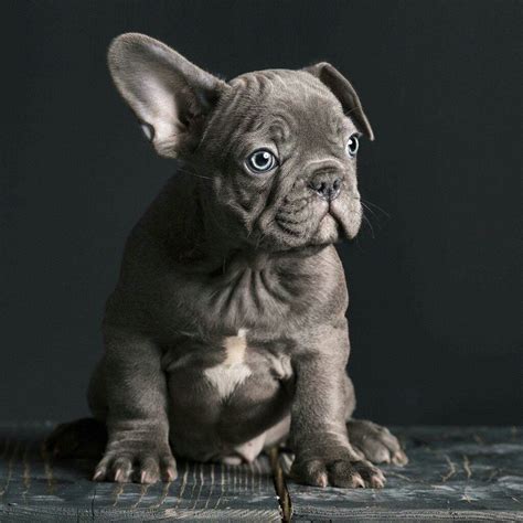 Buy french bulldog signs & plaques and get the best deals at the lowest prices on ebay! Pin by Gillian Kaney on Doggies Galore | French bulldog ...