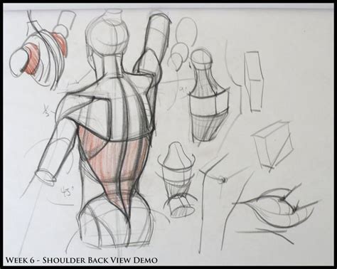 This is the main difference between male and female faces at this stage. Male Anatomy-Drawing Tutorial | Wiki | Art Amino