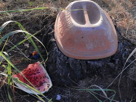 Schüttle die flasche und besprüh alle ameisen, die du siehst, mit der lösung. Ameisen im Garten - Allmystery