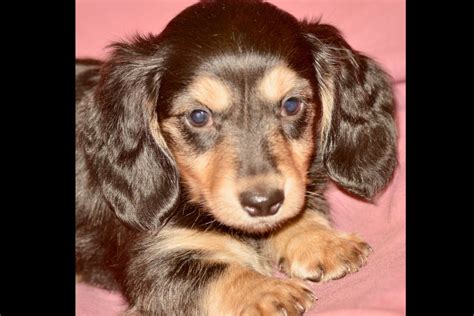 Dachshunds or weiner dogs are known for their playful, lively, and courageous nature. Royalty Pets Of North Carolina - Dachshund Puppies For ...