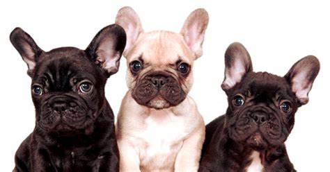 Here @poeticfrenchies the french bulldog 🐶 obsession is real! Home - French Bulldog Houston | Houston Breeders