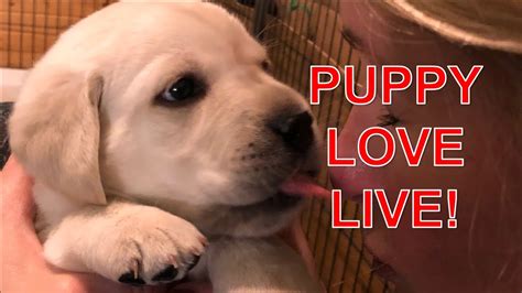 They are wormed, dew claws removed, a wellness vet check, and first shots. LIVE STREAM with adorable lab puppies! - YouTube