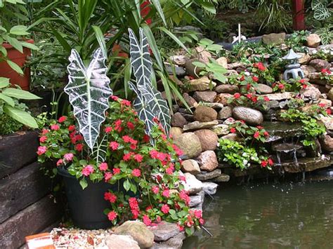 Planting around the koi pond to enhance the overall beauty & positive vibe of our backyard paradise. Alocasia "Polly" : Grows on You | Garden pictures, Plants ...