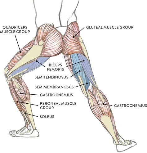 Human body diagrams (21) human diagrams (18) diagram (8) anatomy (3) animal body diagram (3). Arm Muscle Diagram - exatin.info