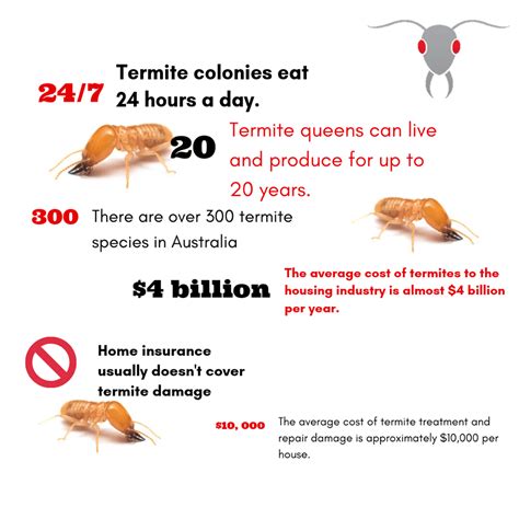 The cost of a home inspection depends on your local real estate market, your home's size, and the home inspector's experience. Cost of termite damage (With images) | Termites facts ...