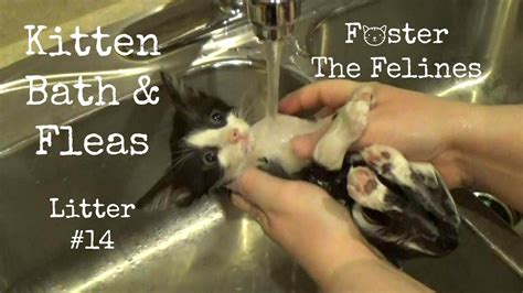 May is foster care month, and kitten season is in full swing—which makes it the purrfect time to learn about how to foster kittens and cats! Kitten Bath With Fleas 🙀 Diatomaceous Earth - Foster ...