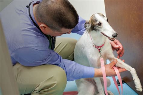The courage of our patients, the loyalty of their human families, and the devotion of our referral veterinarians inspire our vision. Veterinary Referral Services | 1st Pet Veterinary Centers ...