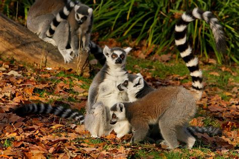 2021 zoo pride week official thread! Maksimir Park & the City Zoo | Sightseeing | Zagreb