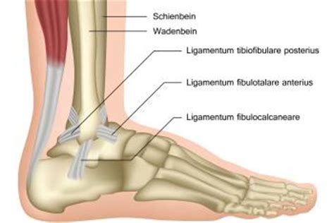 Synovial plicae of the knee. Krankengymnastik Übungen