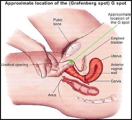 (to force a liquid) to flow out through a narrow opening in a fast stream: How to Make her Squirt