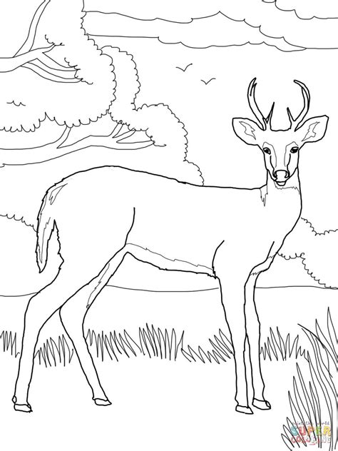 Whitetail Deer coloring page | Free Printable Coloring Pages | Deer coloring pages, Coloring ...