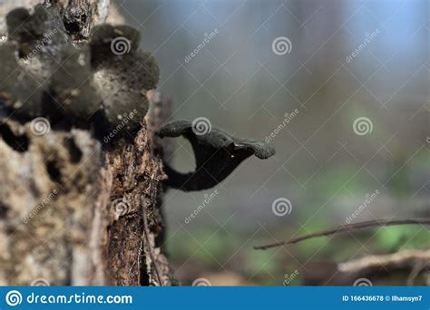 Hautpilz ist in seiner ausprägung sehr verschieden. Schwarzer Pilz Auf Der Natur, Craterellus Fallax Stockfoto - Bild von pilz, drei: 166436678