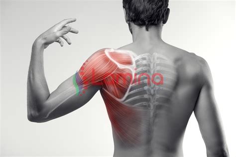 Penyebab sakit punggung bawah sebelah kiri sakit punggung kiri bawah umumnya disebabkan oleh: Sakit Tulang Belikat Sebelah Kiri Ini 7 Penyebabnya ...
