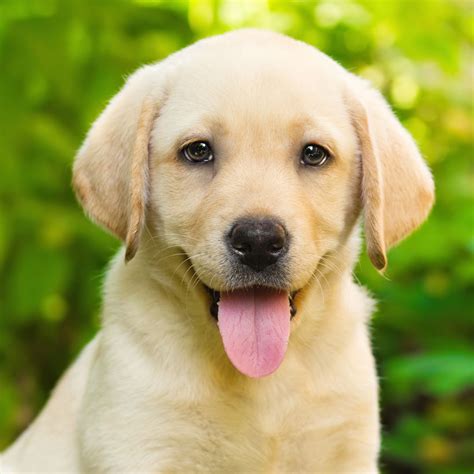We will train your new labrador puppy here at our home, or we will send your little puppy to our off premises training facility where we have a full professional dog training staff. Find Labrador Retriever Puppies For Sale In Florida