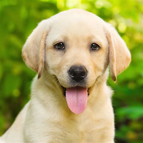English Labrador Retriever Puppies Michigan - Puppy And Pets