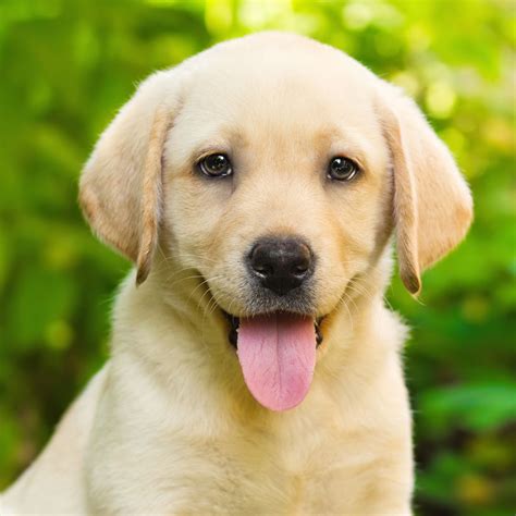 White labrador puppies and yellow labrador puppies available for sale. Labrador Retriever Breeders & Puppies For Sale In California