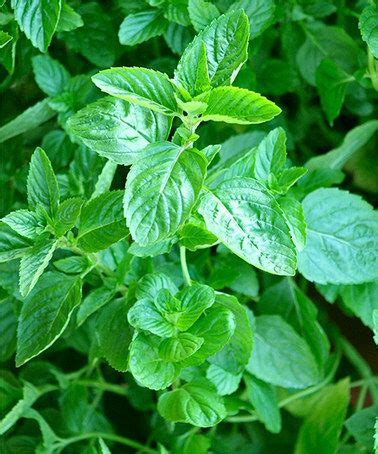 Mint is mature when it begins to bloom (after about 90 days), but it can be mint can grow in a variety of soils, but doesn't do well in dry environments. This Live Spearmint Herb Plant - Set of Two is perfect! # ...