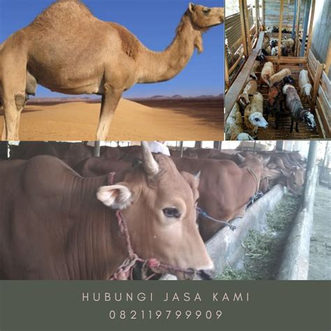 Jika si anak telah baligh tetapi masih belum dilaksanakan akikahnya, maka tanggungjawab ibu bapa itu telah sebaiknya berakikah dengan kambing, tetapi dibolehkan juga berakikah dengan unta, lembu dan kerbau. Jasa Aqiqah Indonesia 082119799909 WA Aqiqah Islam, Aqiqah ...
