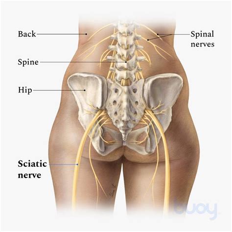 Tight muscles are not only frustrating and painful, but can also limit movement. Muscles In The Lower Back And Hip Area - Low Back Pain ...