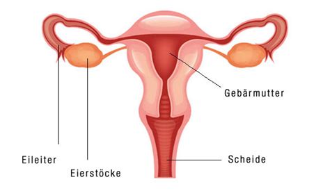 Große schamlippen und perineum sind von einer haut bedeckt, die der normalen körperhaut sehr ähnlich ist. Innere Geschlechtsorgane