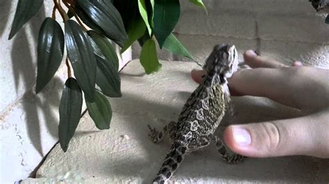 Have patience with a baby beardie. How to pick up Juvenile/Baby Bearded Dragons! - YouTube