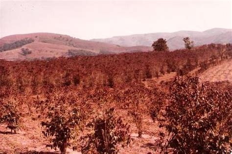 O segundo tipo de geada é a geada negra. Bastidores da Notícia Dracena: GEADA NEGRA COMPLETOU 40 ANOS