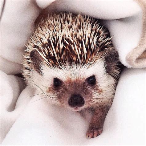 Если надоели супергерои, берите синего ежа. Pin by Britty Leah Sheatz on Hedgehog Cuteness | Cute ...