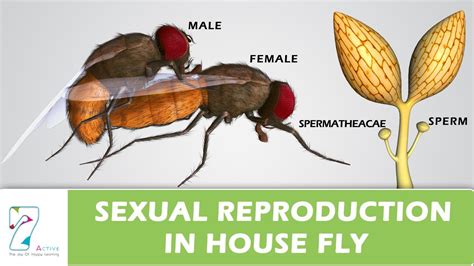 Listen to women, men and sexuality, a playlist curated by mahatma das on desktop and mobile. Sexual Reproduction In House Fly - YouTube